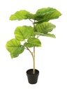 [AAB963.0] FICUS 90CM - eCommerce 2