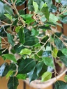 [AAE613] FICUS CON MACETA 1.15 MT - eCommerce 2
