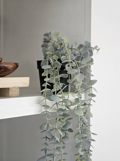 [AAE770] MACETA EUCALIPTO 8 CM - eCommerce 3