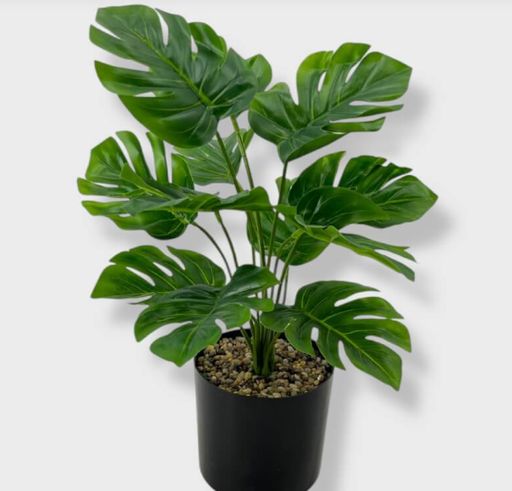 [AAF556] MONSTERA CON MACETA Y PIEDRITAS 40X30 CM - eCommerce 3