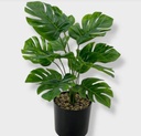 [AAF556] MONSTERA CON MACETA Y PIEDRITAS 40X30 CM - eCommerce 3