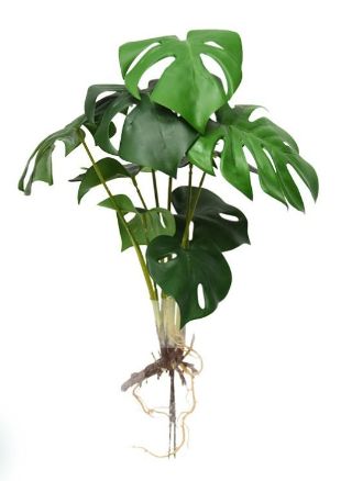 [AAC515.0] MONSTERA CON RAICES 40CM - eCommerce 3