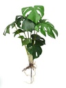 [AAC515.0] MONSTERA CON RAICES 40CM - eCommerce 3