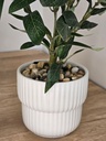 [AAH540] Olivo Con Maceta 30 cm - eCommerce 3