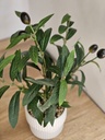 [AAH540] Olivo Con Maceta 30 cm - eCommerce 4