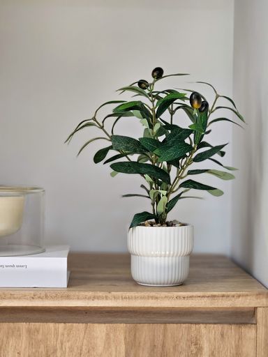 [AAH540] Olivo Con Maceta 30 cm - eCommerce 5