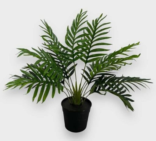 [AAG323] PALMERA KENTIA 84 CM - eCommerce 3