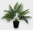 [AAG323] PALMERA KENTIA 84 CM - eCommerce 3