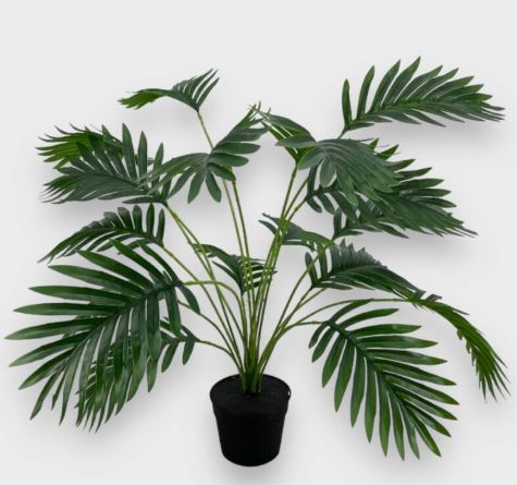 [AAG097] PLANTA ARECA 58 CM - eCommerce 3