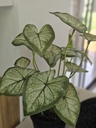 [AAE952] PLANTA ARTIFICIAL DECO 50CM PLANTA ARTIFICIAL DECO 40CM - eCommerce 3