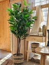 [AAD519] PLANTA ARTIFICIAL DRACENA 180CM - eCommerce 3