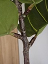 [AAH575] PLANTA ARTIFICIAL PANDURATA - 120CM - eCommerce 4