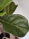 [AAH575] PLANTA ARTIFICIAL PANDURATA - 120CM - eCommerce 5