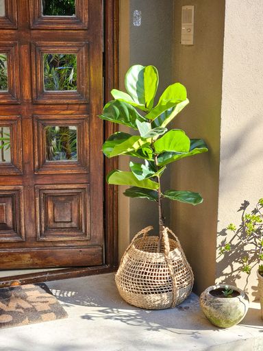 [AAH575] PLANTA ARTIFICIAL PANDURATA - 120CM - eCommerce 6