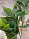 [AB693] PLANTA ARTIFICIAL PANDURATA - 150CM - eCommerce 2
