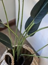 [AAE842] PLANTA ARTIFICIAL STRELITZIA 130 CM - eCommerce 3