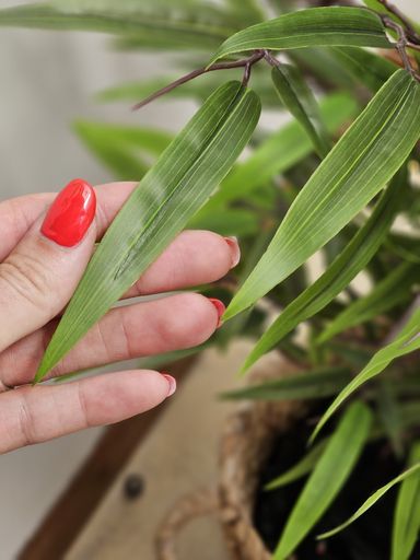 [AAE836] PLANTA BAMBU - eCommerce 3
