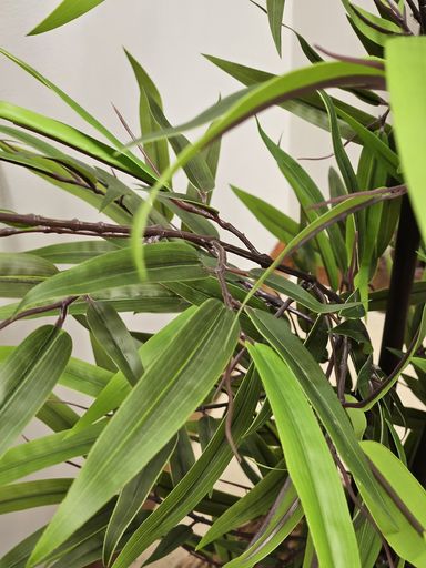 [AAE836] PLANTA BAMBU - eCommerce 4