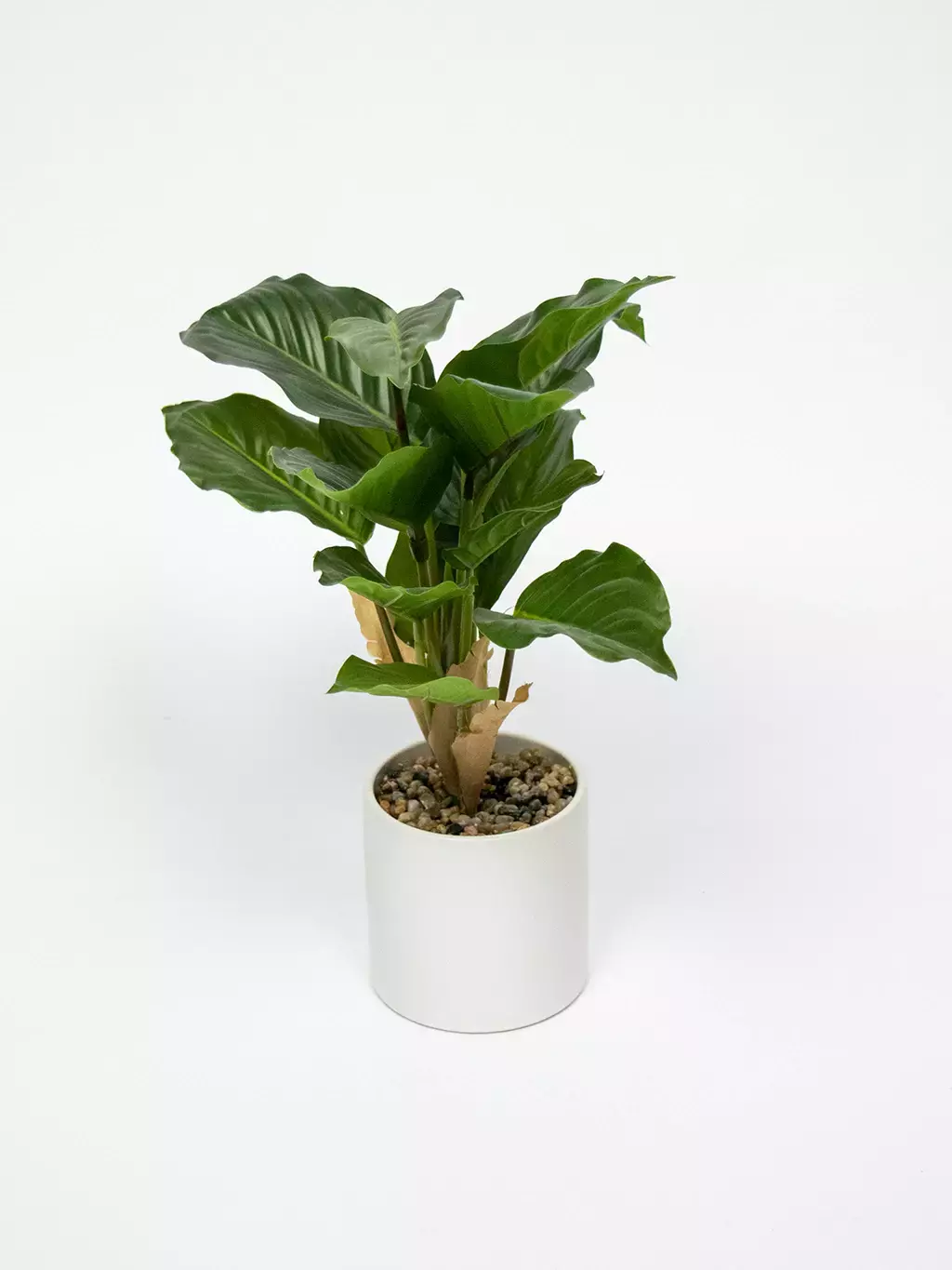 [AAG016] PLANTA EN MACETA DIEFFENBACHIA - eCommerce 3