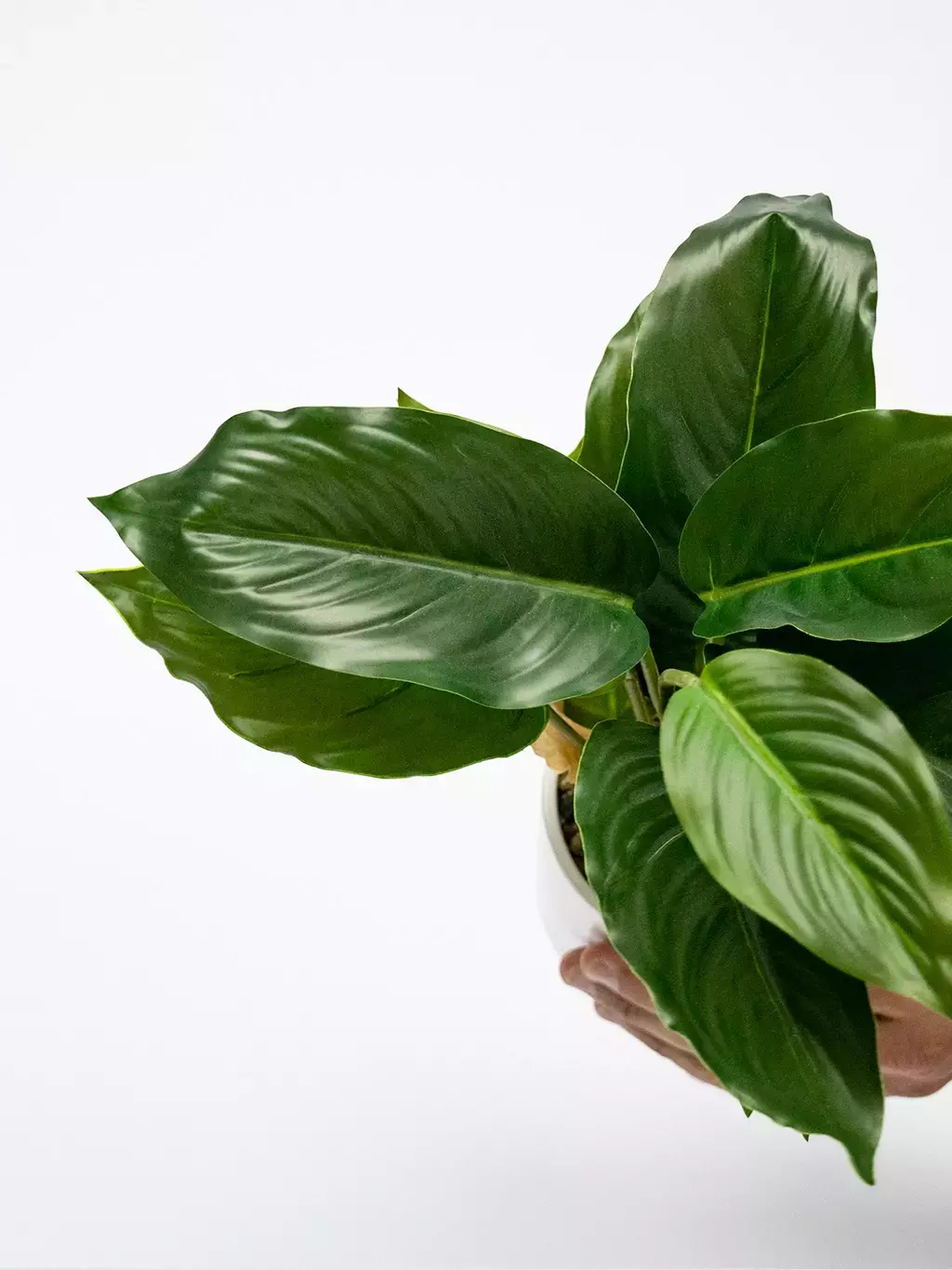 [AAG016] PLANTA EN MACETA DIEFFENBACHIA - eCommerce 4