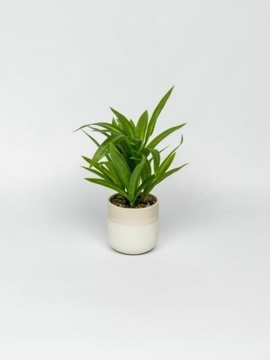 [AAG470] PLANTA EN MACETA PALO DE AGUA MINI - eCommerce 3