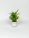 [AAG470] PLANTA EN MACETA PALO DE AGUA MINI - eCommerce 3