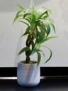 [AAG015] PLANTA EN MACETA PALO DE AGUA Variante PLANTA EN MACETA PALO DE AGUA - eCommerce 3