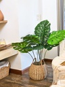 [AAE837] PLANTA MONSTERA 100 CM - eCommerce 3