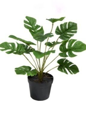 [AAA647.0] PLANTA MONSTERA 45CM - eCommerce 3
