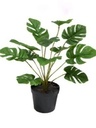 [AAA647.0] PLANTA MONSTERA 45CM - eCommerce 3