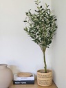 [AAF064] PLANTA OLIVO 100 CM - eCommerce 3