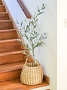 [AAE838] PLANTA OLIVO 120 CM CON FRUTAS - eCommerce 4