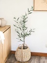 [AAE838] PLANTA OLIVO 120 CM CON FRUTAS - eCommerce 5