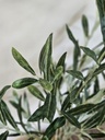 [AAE839] PLANTA OLIVO 130 CM - eCommerce 4