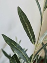 [AAE839] PLANTA OLIVO 130 CM - eCommerce 5