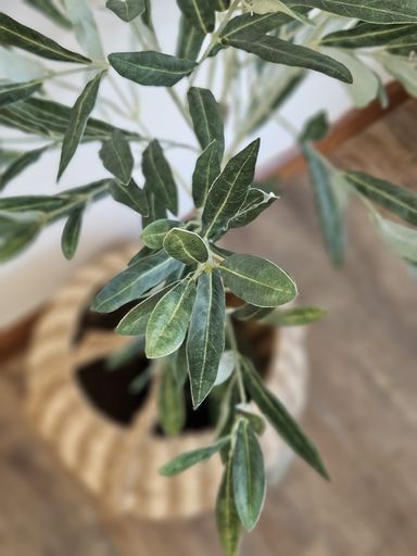 [AAE839] PLANTA OLIVO 130 CM - eCommerce 6