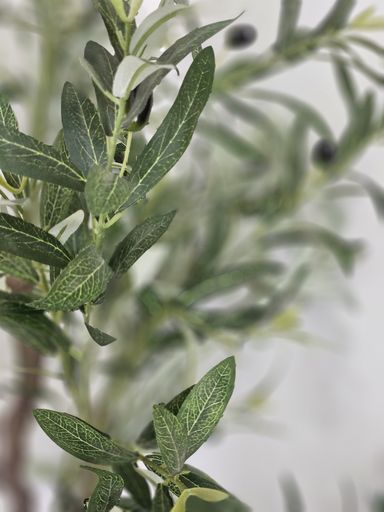 [AAF065] PLANTA OLIVO 150 CM - eCommerce 5