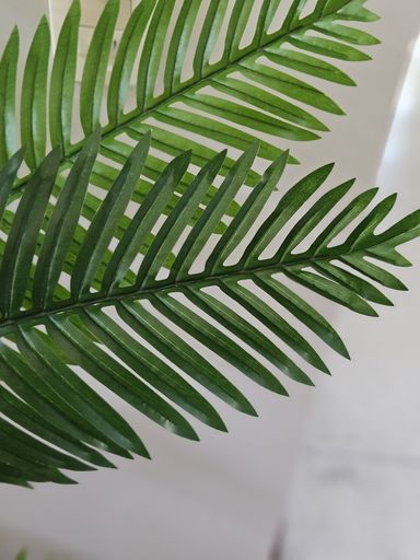 [AAF066] PLANTA PALMERA 150 CM - eCommerce 3
