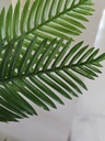 [AAF066] PLANTA PALMERA 150 CM - eCommerce 3