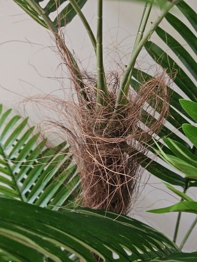 [AAF066] PLANTA PALMERA 150 CM - eCommerce 4