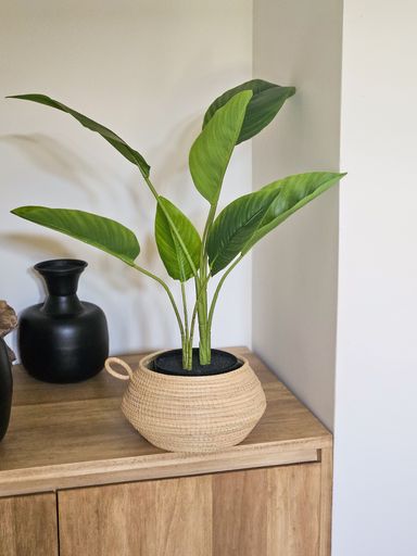 [AAF067] PLANTA STRELITZIA 60 CM - eCommerce 3