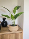 [AAF067] PLANTA STRELITZIA 60 CM - eCommerce 3