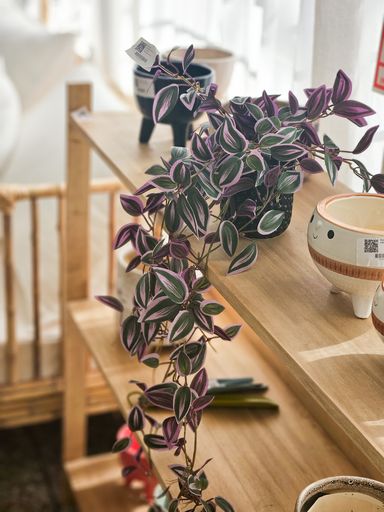 [AAA184.0] PLANTA TRADESCANTIA - eCommerce 3