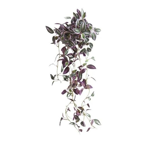 [AAA184.0] PLANTA TRADESCANTIA - eCommerce 4
