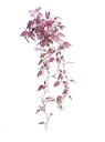 [AAA184.0] PLANTA TRADESCANTIA - eCommerce 5