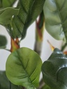 [AAH548] Pandurata Con Maceta 60 cm - eCommerce 3