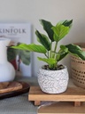 [AAH213] Planta Bicolor - eCommerce 3