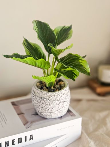 [AAH213] Planta Bicolor - eCommerce 4