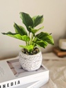 [AAH213] Planta Bicolor - eCommerce 4