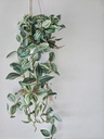 [AAH087] Planta Colgante 45cm - eCommerce 3